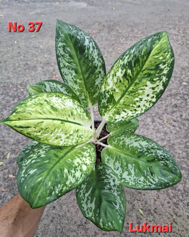 Аглаонема 37 Aglaonema Lukmai