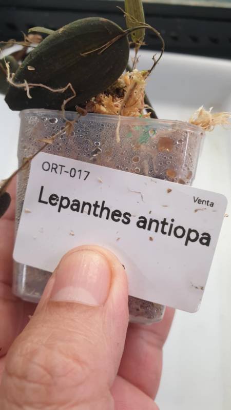 Орхидея K17 Lepanthes antiopa
