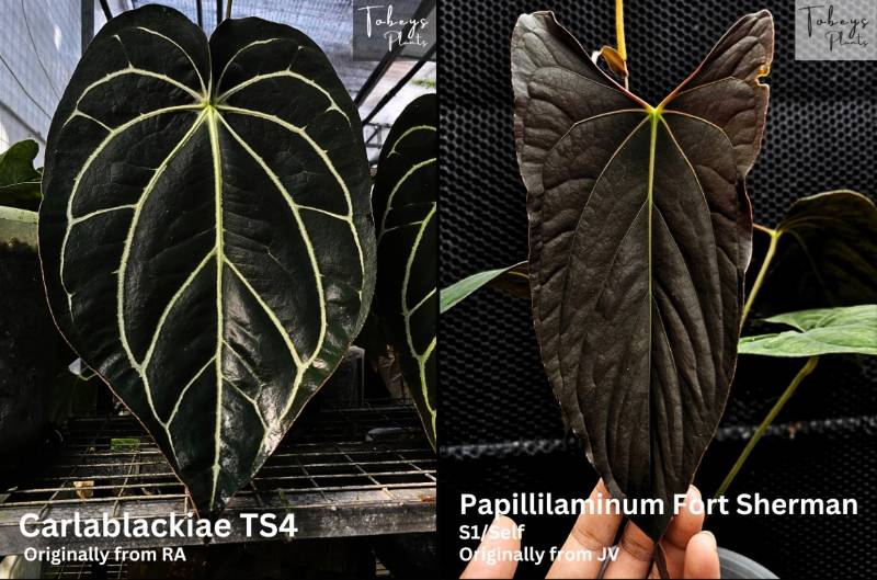 Антуриум TP15 Anthurium Carlablackiae TS4 X Papillilaminum FS