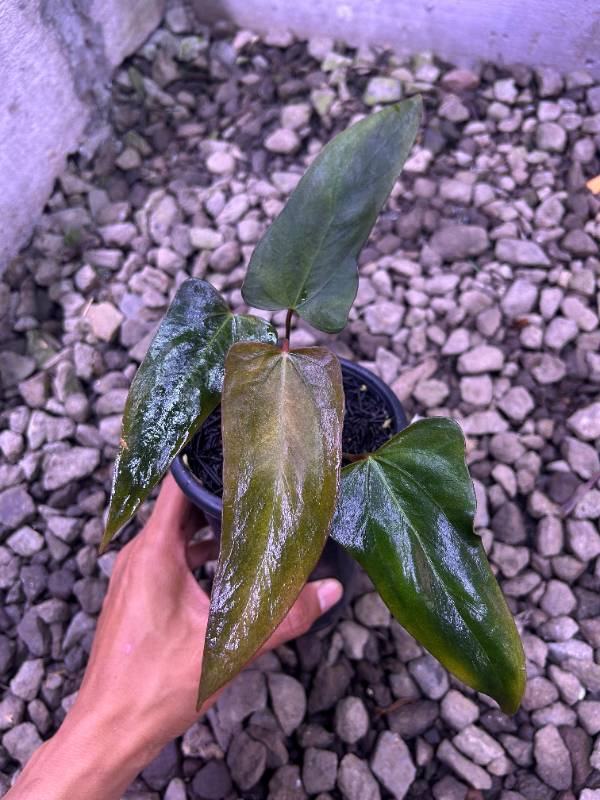 Антуриум §§68 Anthurium Portillae From Mr HU