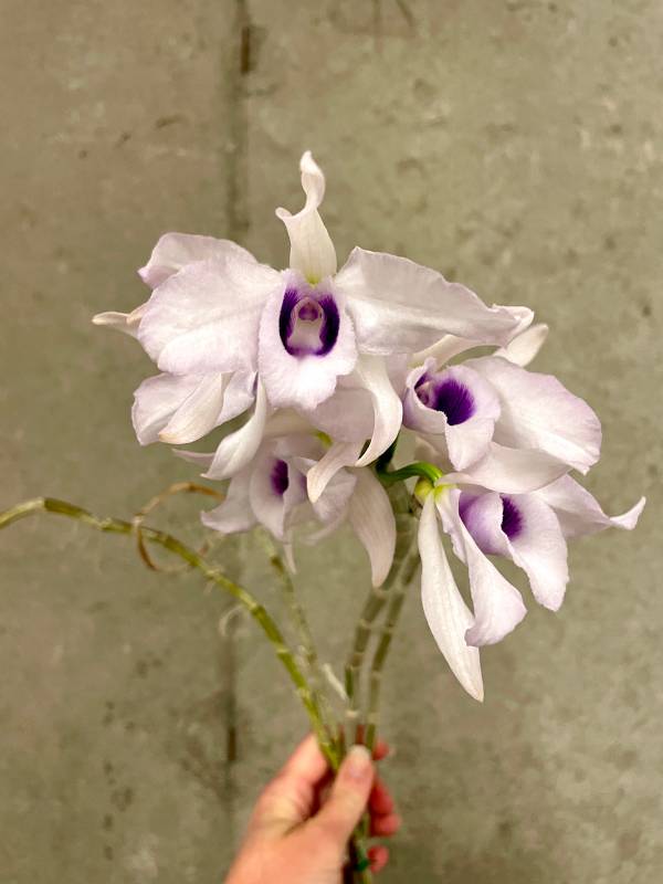 Орхидея FS127 Dendrobium anosmum var. coerulea