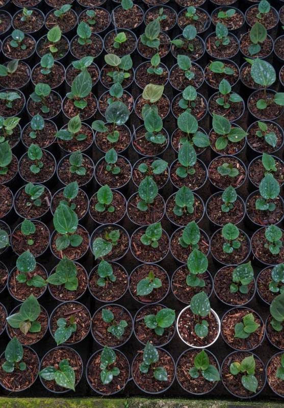 Антуриум AA05 Anthurium KOS HU