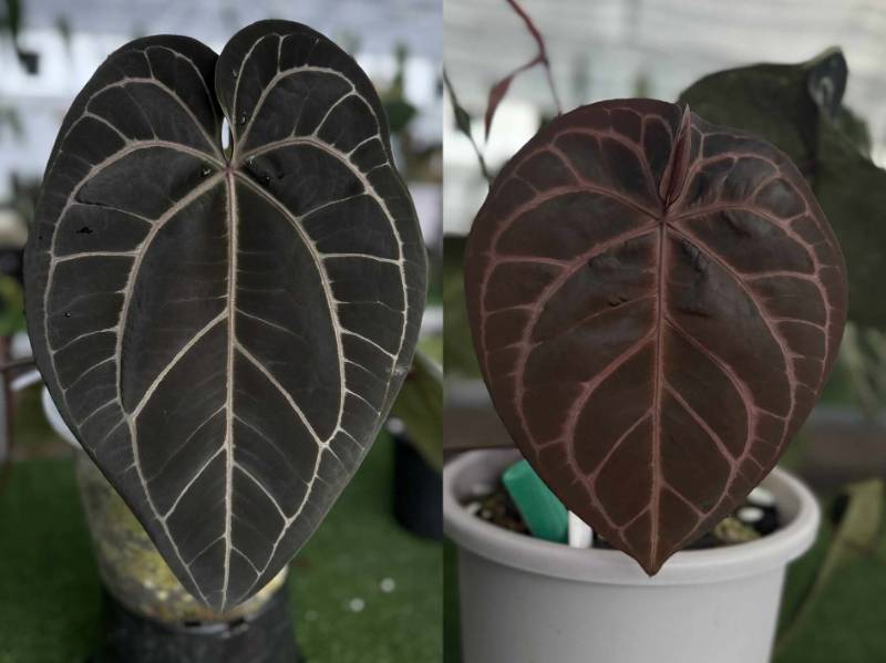 Антуриум G40 Anthurium Michelle 60 X NSE Red Crystallinum