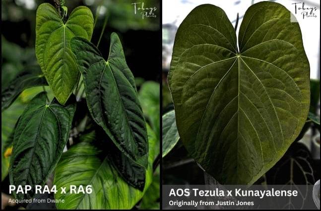 Антуриум 4T45 Anthurium Papi (RA4 X RA6) X (AOS Tezula X Kunayalense)