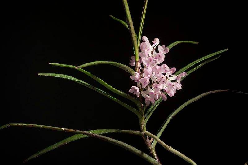 Орхидея FS123 Vanda christensoniana