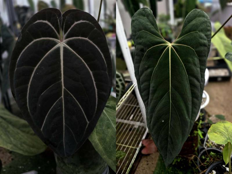 Антуриум G29 Anthurium (Carlablackiae X AOS) X Ralph Lynam Jv self