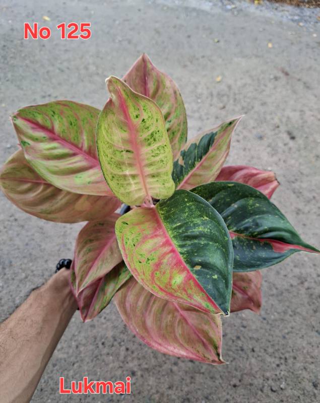 Аглаонема 125 Aglaonema Lukmai