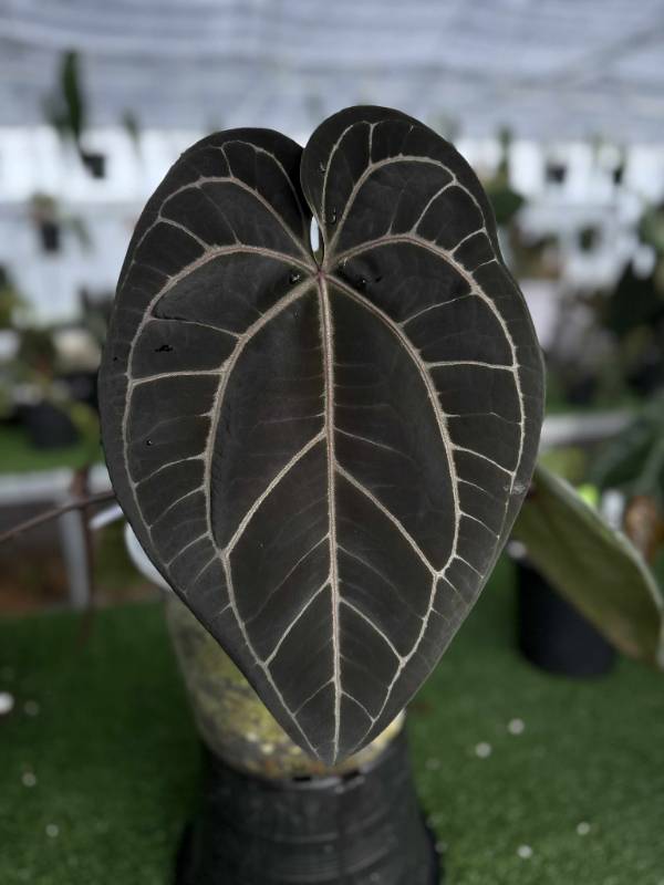 Антуриум 4G21 Anthurium Michelle 60 X Self