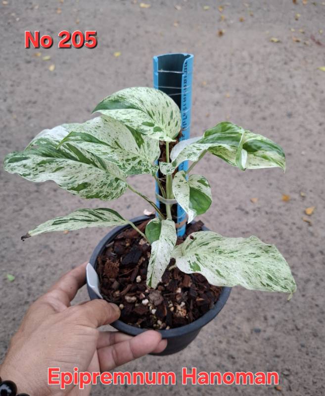 Эпипремнум 205 Epipremnum Hanoman