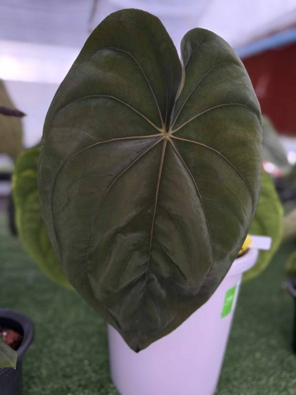 Антуриум G20 Anthurium Dressleri RG X Self F2