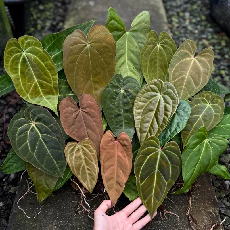 Антуриум TE01 Anthurium hybrid mix (ящик)
