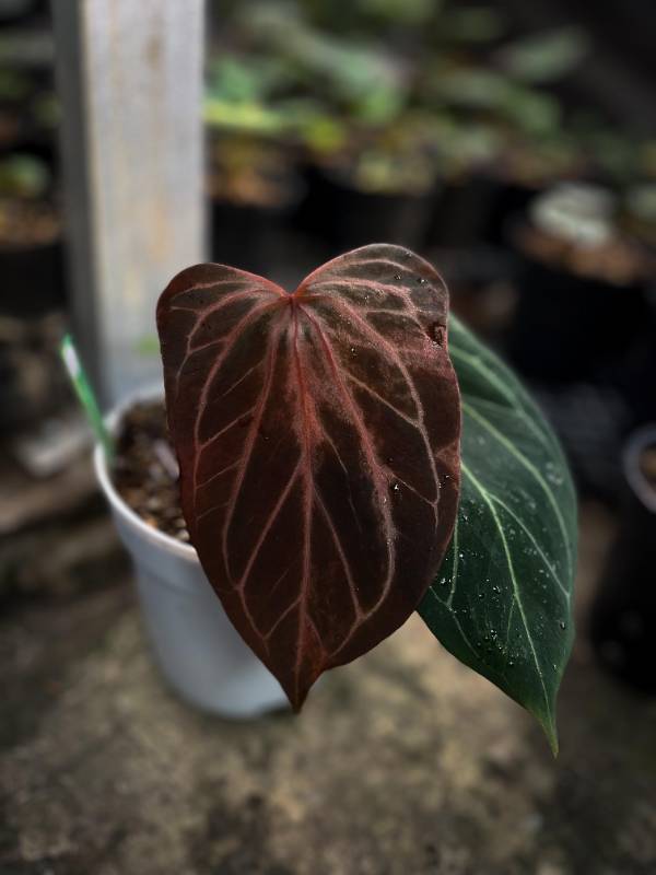 Антуриум §§42 Anthurium KOS Butterfly