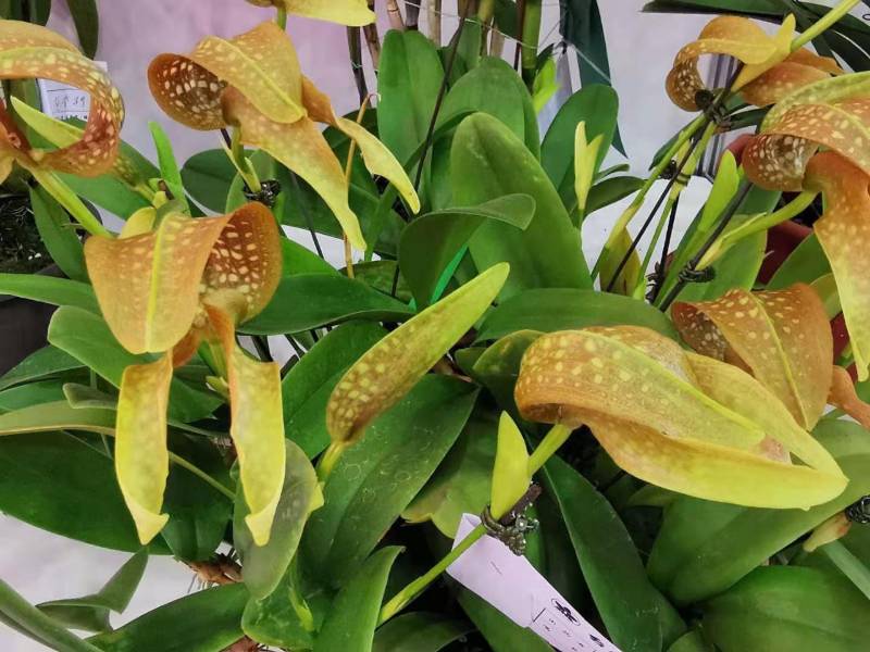 Орхидея FS20 Bulbophyllum grandiflorum var. semi alba cv. Sunny Fuji