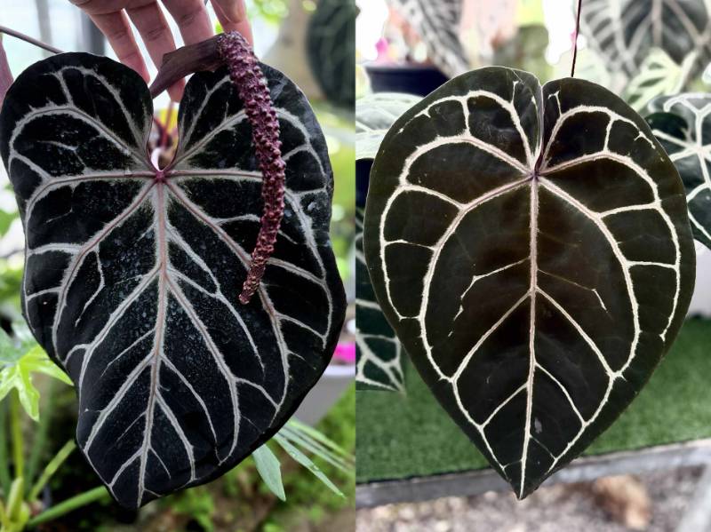 Антуриум 4G36 Anthurium Red Crystallinum Tezula X Red Crystallinum DocBlock