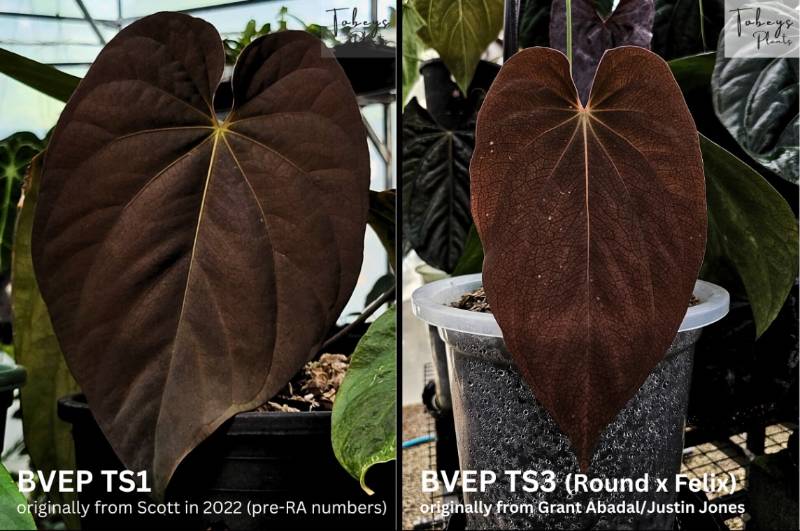 Антуриум TP40 Anthurium BVEP TS1 X BVEP TS3