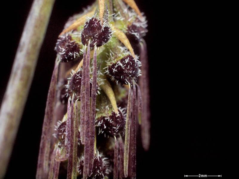 Орхидея FS26 Bulbophyllum lemniscatoides