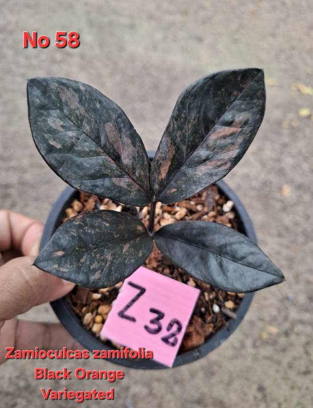 Замиокулькас 58 Zamioculcas Black Orange variegated Z32