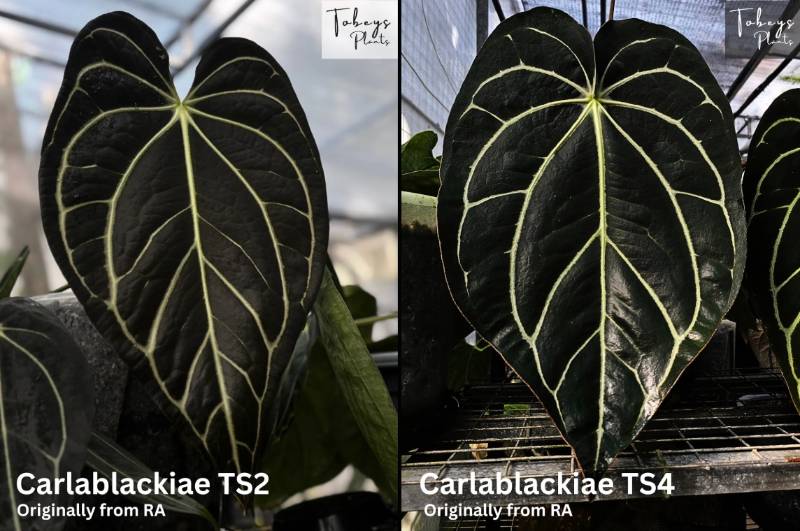Антуриум TP33 Anthurium Carlablackiae TS2 X Carlablackiae TS4