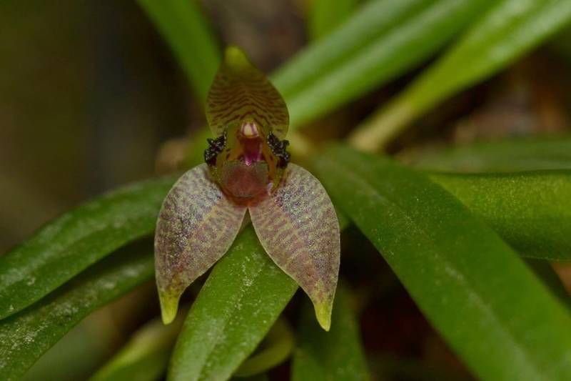 Орхидея K12 Dryadella cristata