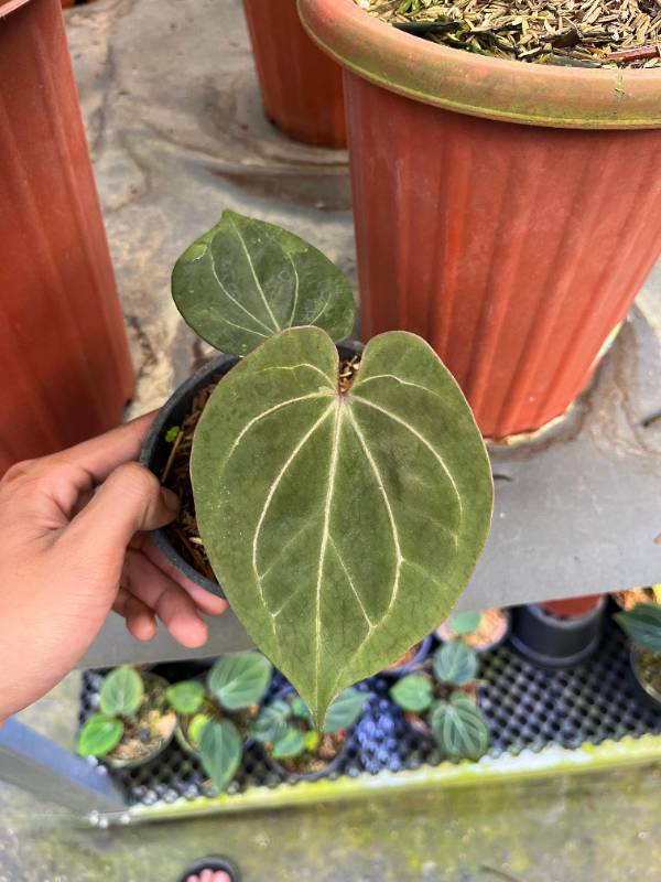 Антуриум §§37 Anthurium KOS Red Veins