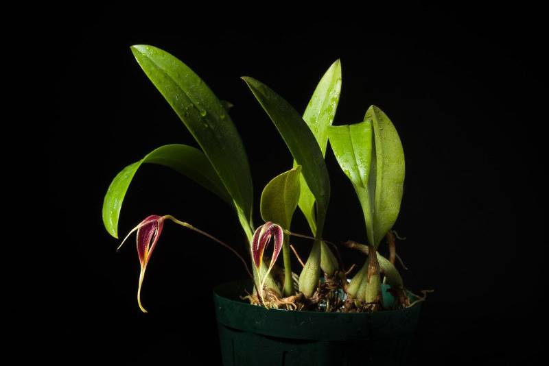 Орхидея FS31 Bulbophyllum maxillare