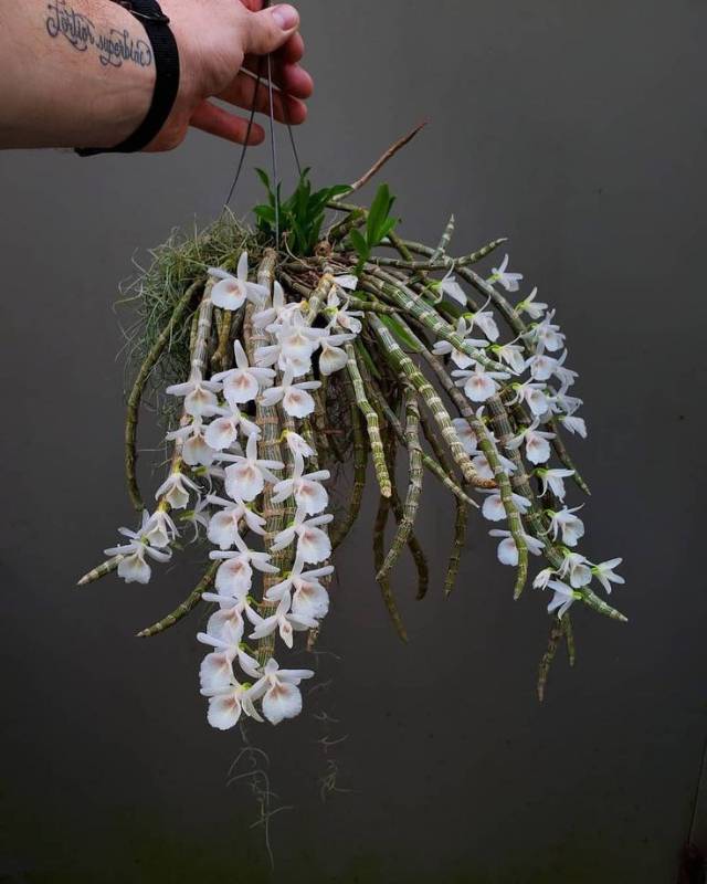 Орхидея FS140 Dendrobium cretaceum