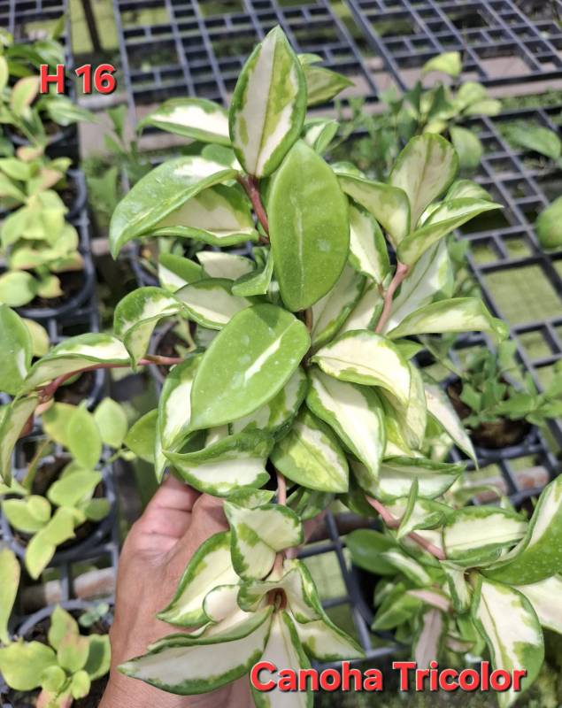 Хойя H16 Hoya carnosa tricolor