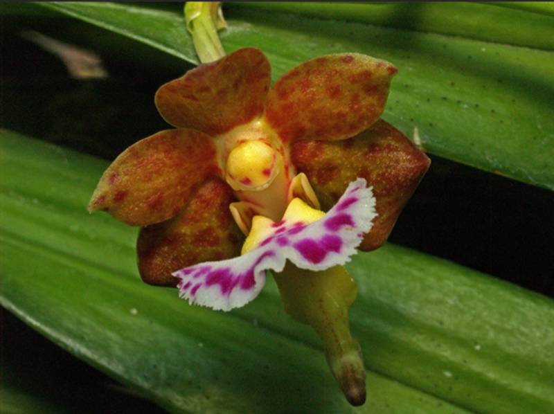 Орхидея FS02 Aerides flabellata