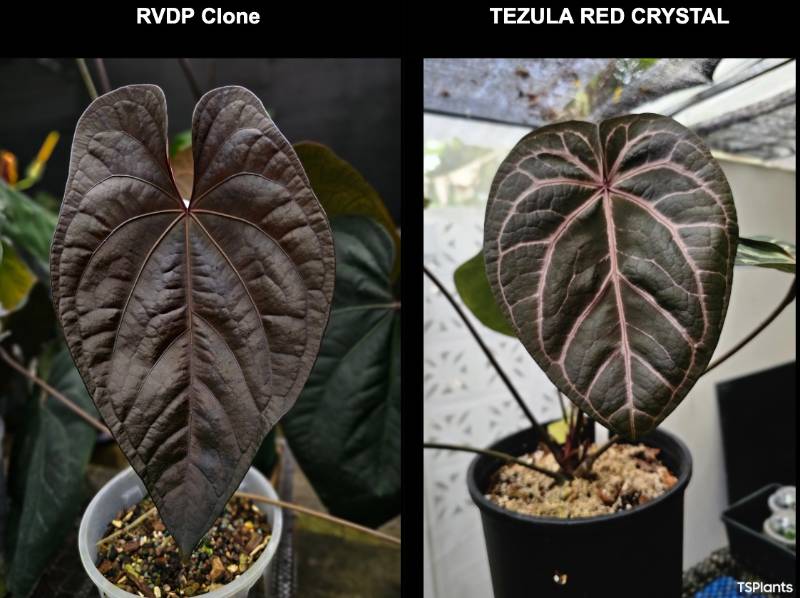 Антуриум TP53 Anthurium RVDP X Red Crystallinum Tezula