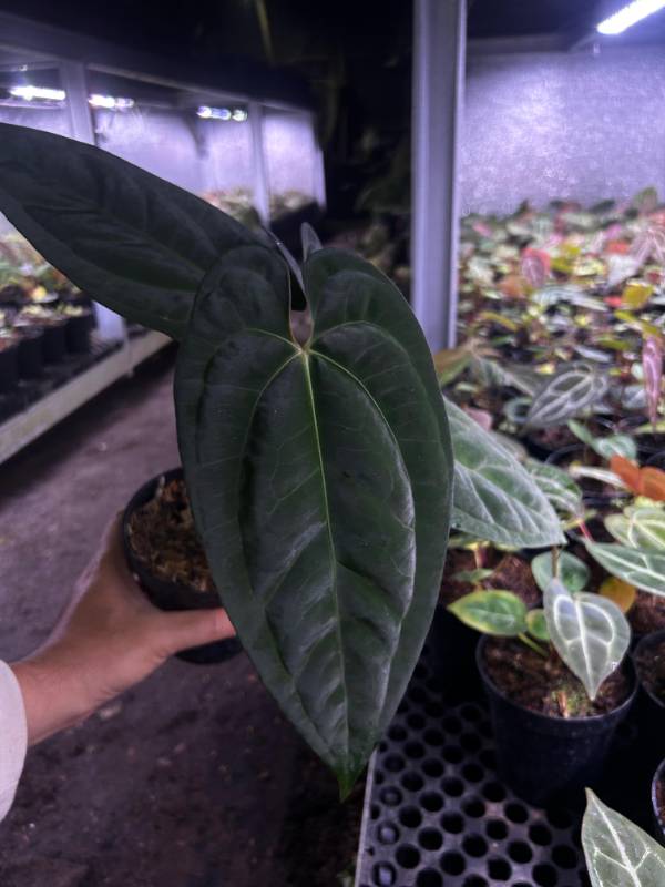 Антуриум §§56 Anthurium Dark Phoenix X Bloody Night