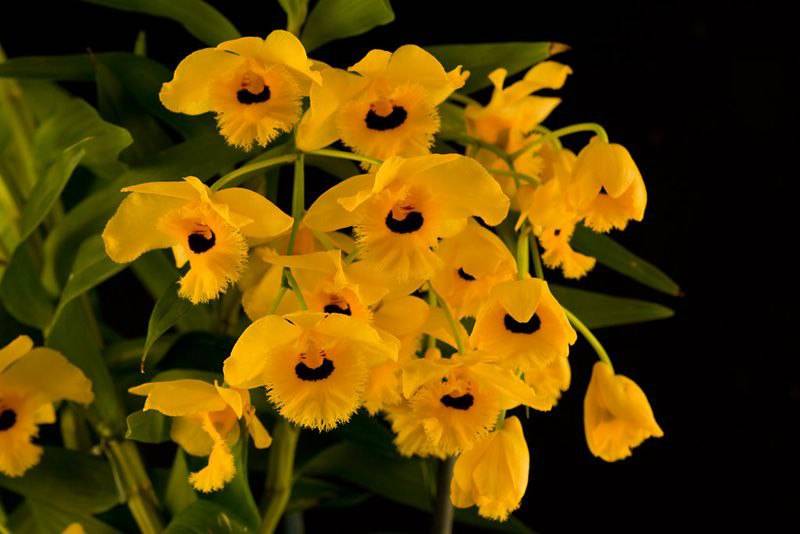 Орхидея FS144 Dendrobium fimbriatum