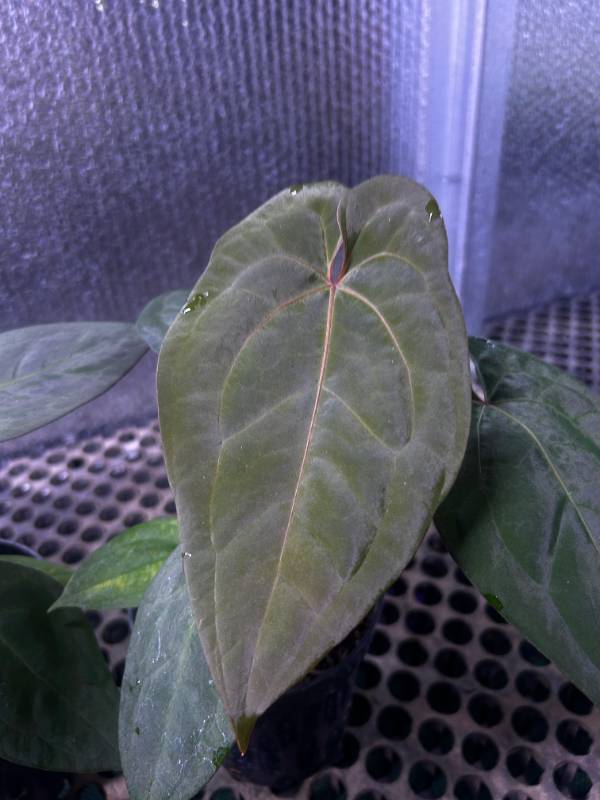 Антуриум §§57 Anthurium Dark Phoenix X Hoffmanii