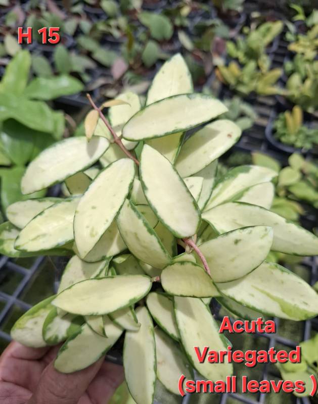 Хойя H15 Hoya acuta variegata small leaves
