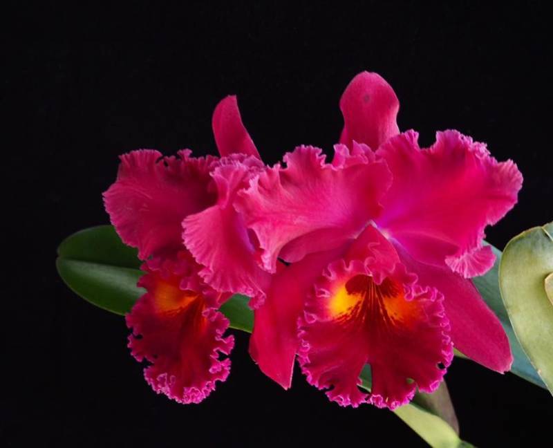 Орхидея FS74 Cattleya Nakhon Chai Si Ruby