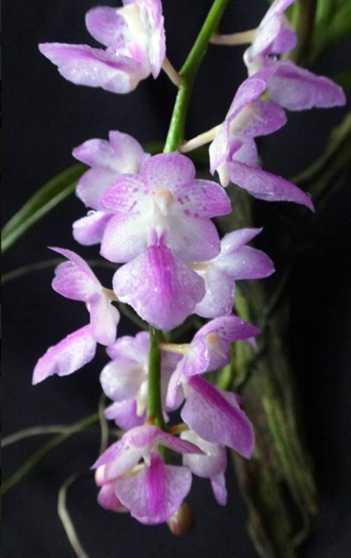Орхидея FS03 Aerides krabiensis