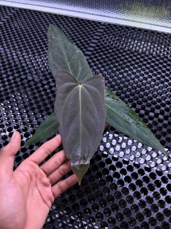 Антуриум §§79 Anthurium BVIT x Portilae