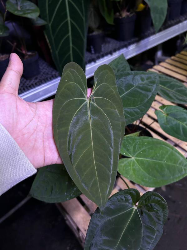 Антуриум §§55 Anthurium Dark Phoenix