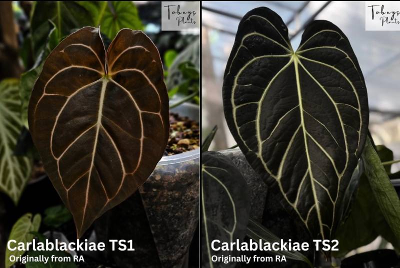 Антуриум 4T43 Anthurium Carlablackiae TS1 X Carlablackiae TS2
