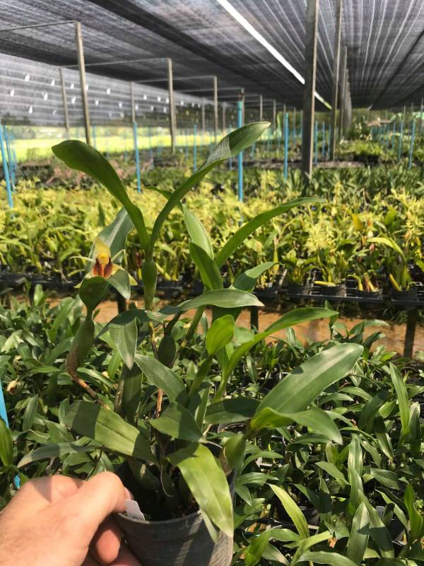 Орхидея FS56 Coelogyne fimbriata