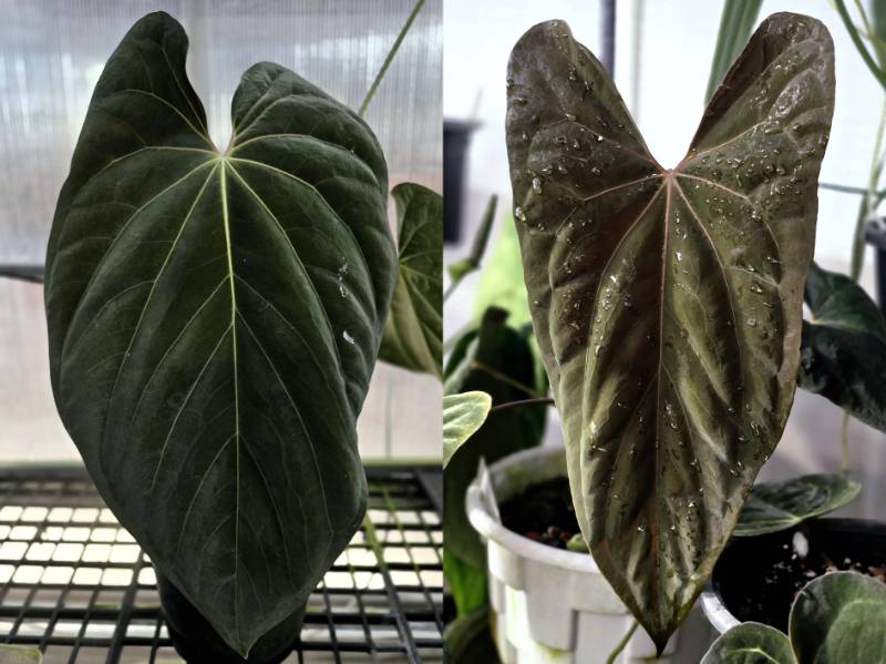Антуриум G33 Anthurium Antolakii (BVEP Scott) GO1 X (RL X FS) Dwane