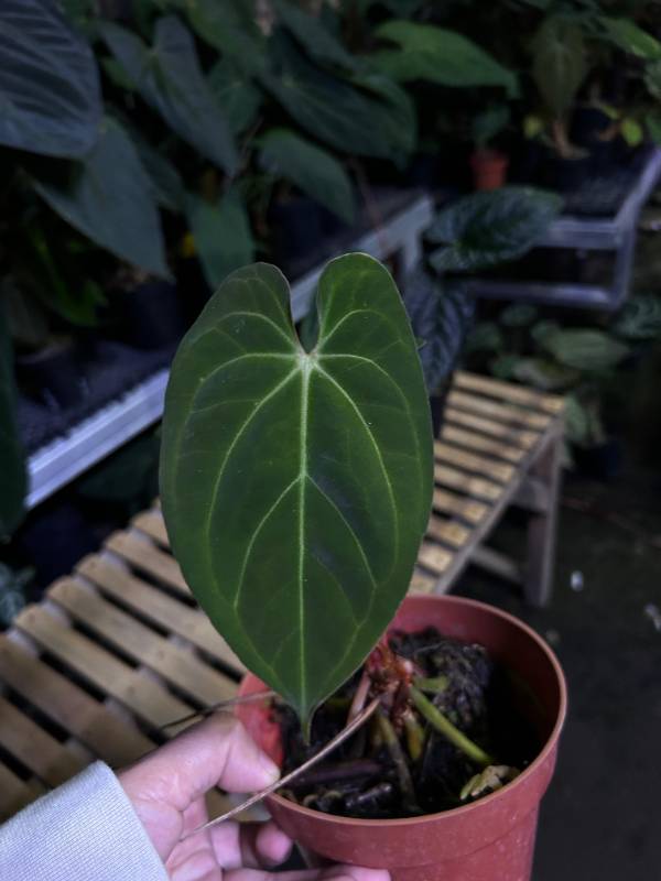 Антуриум §§50 Anthurium AOS (Indo)