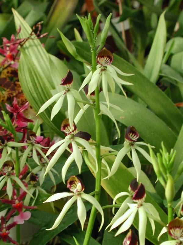 Орхидея FS91 Encyclia cochleata