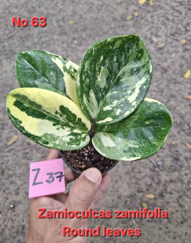Замиокулькас 63 Zamioculcas Round Leaves Z37