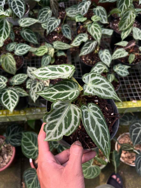 Антуриум §§83 Anthurium Silver Chrome x Silver Tiger