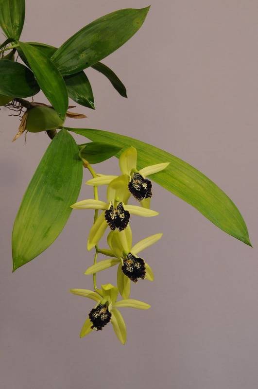 Орхидея FS50 Coelogyne fonstenebrarum