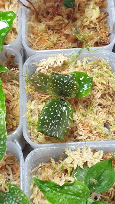 Орхидея K17 Microchilus tridax