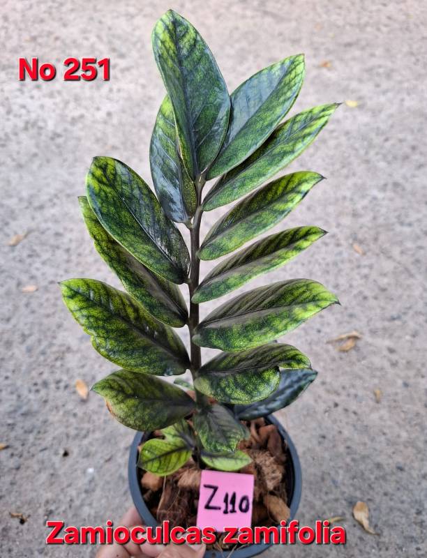 Замиокулькас 251 Zamioculcas zamifolia Z110