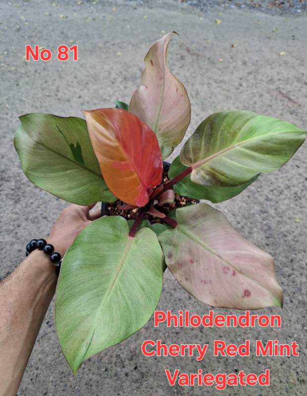 Филодендрон 81 Philodendron Cherry Red Mint variegated