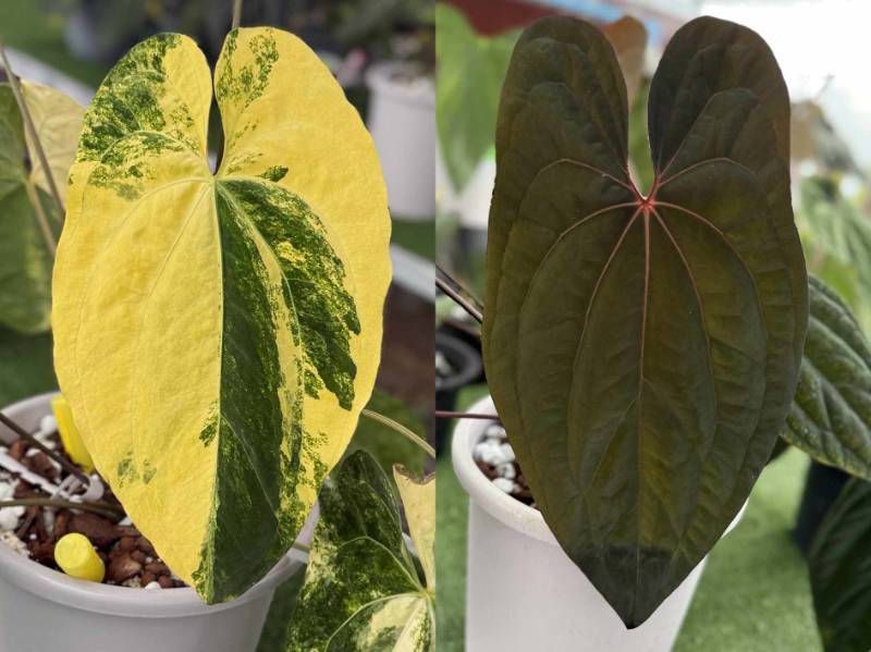 Антуриум 4G60 Anthurium Papililaminum variegated X RVDP