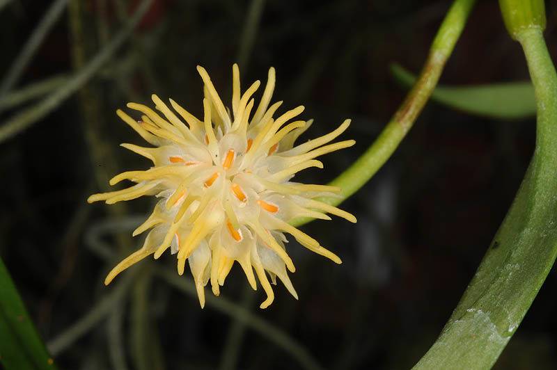 Орхидея FS33 Bulbophyllum odoratissimum